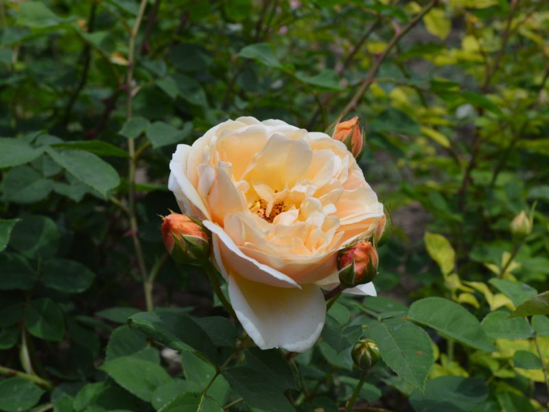 DSC_0254